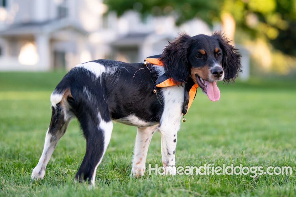 Tricolor french brittany puppies playing with toys in a field wearing halloween costumes