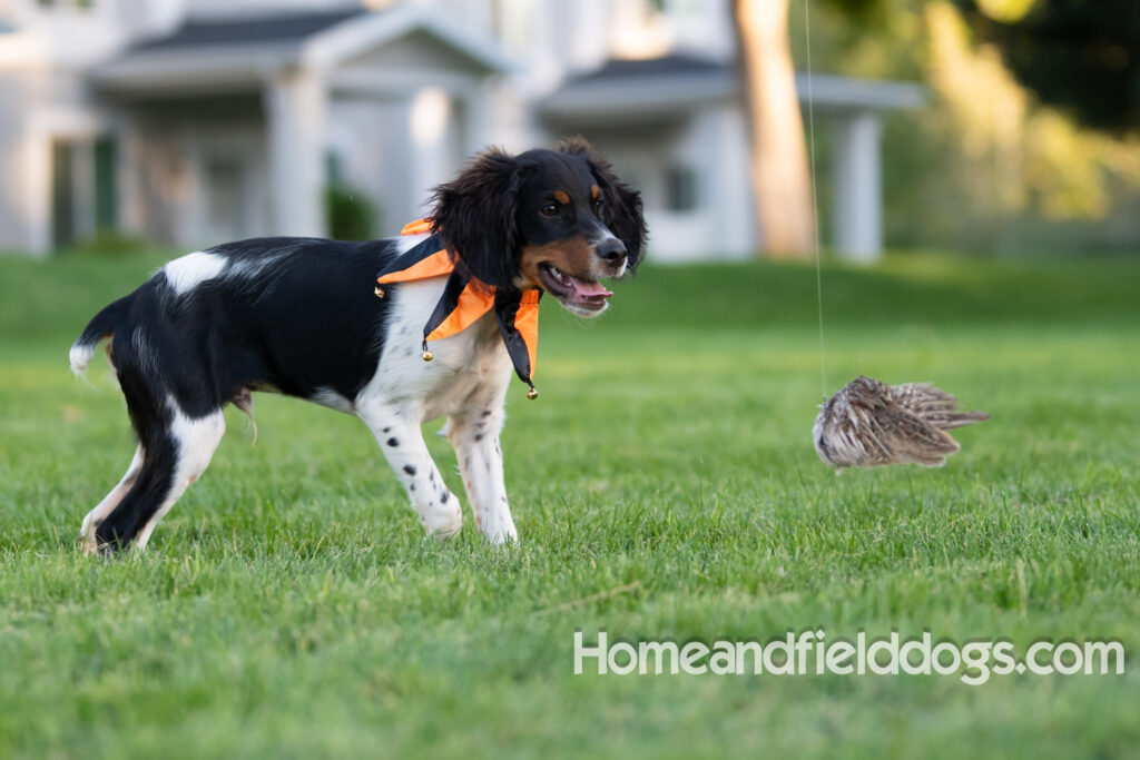 Tricolor french brittany puppies playing with toys in a field wearing halloween costumes