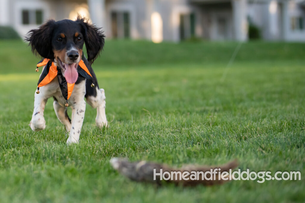 Tricolor french brittany puppies playing with toys in a field wearing halloween costumes