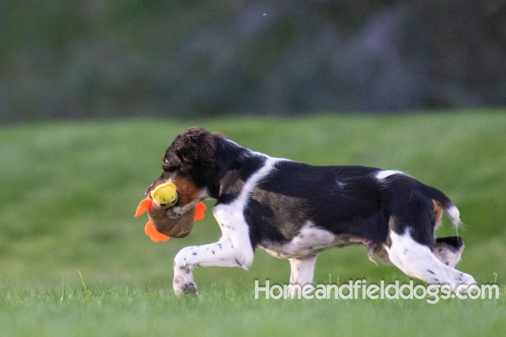 Picture of a young black tricolor french brittany spaniel outside in the park