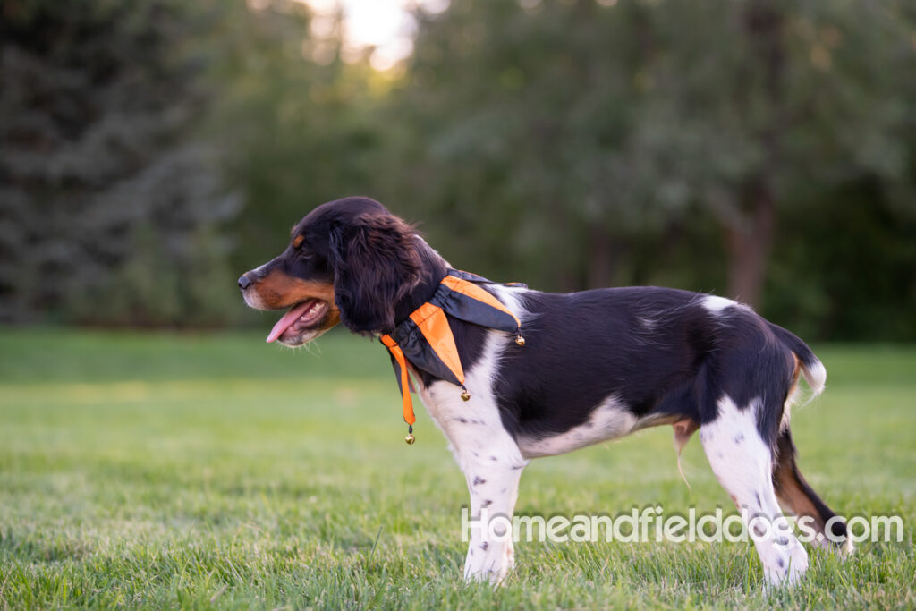 Tricolor french brittany puppies playing with toys in a field wearing halloween costumes