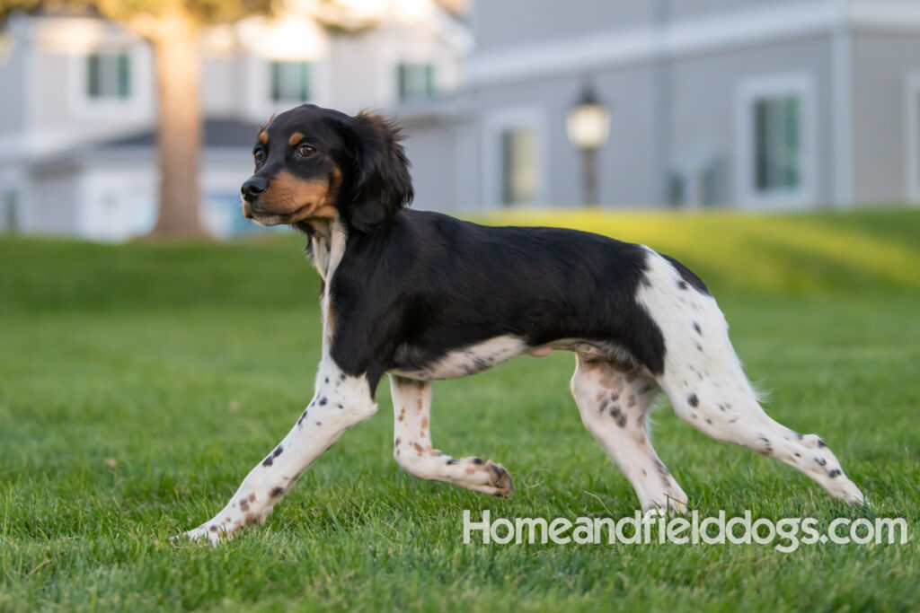 Tricolor french brittany puppies playing with toys in a field wearing halloween costumes