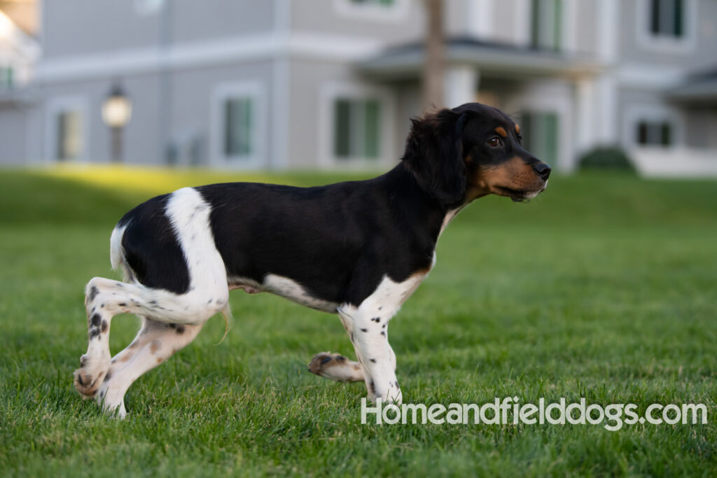 Tricolor french brittany puppies playing with toys in a field wearing halloween costumes