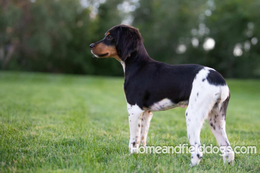 Tricolor french brittany puppies playing with toys in a field wearing halloween costumes