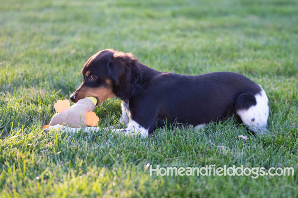 Tricolor french brittany puppies playing with toys in a field wearing halloween costumes