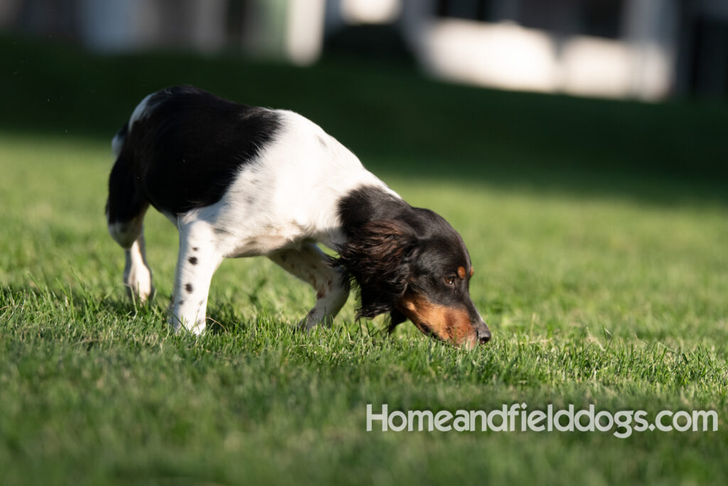 Picture of a young black tricolor french brittany spaniel outside in the park