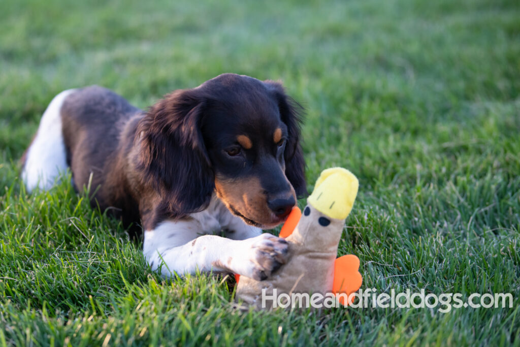 Tricolor french brittany puppies playing with toys in a field wearing halloween costumes