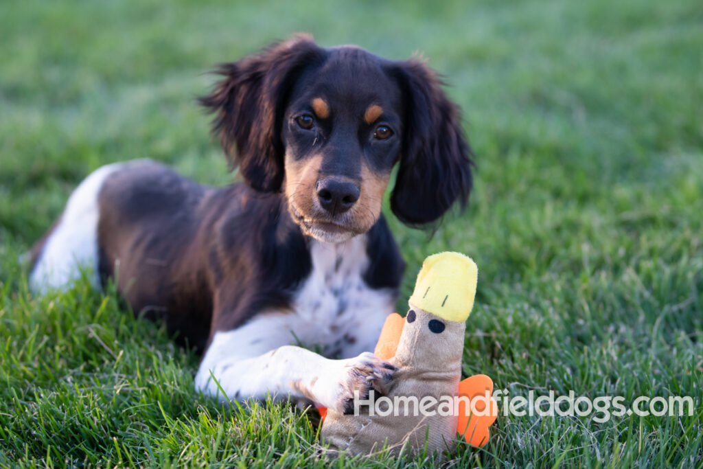 Tricolor french brittany puppies playing with toys in a field wearing halloween costumes