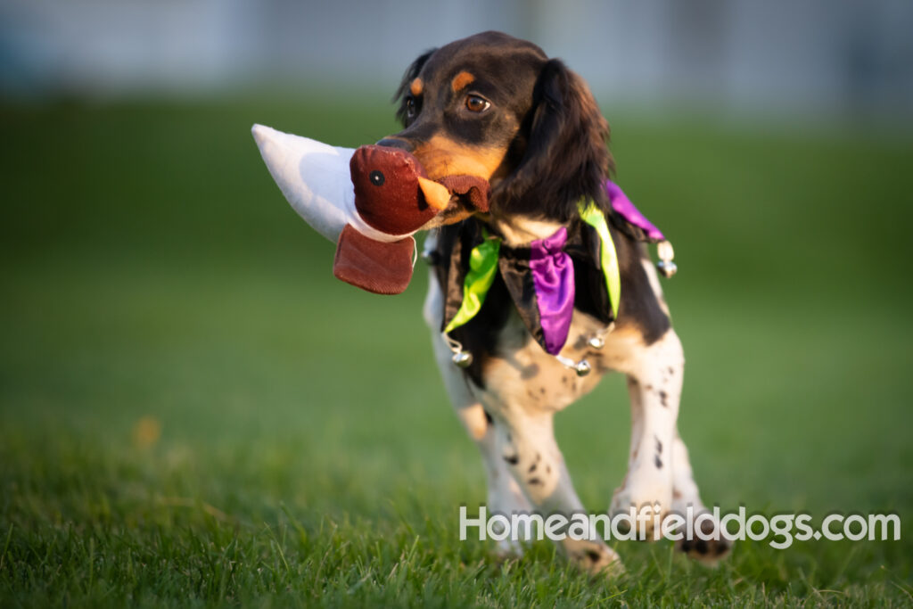 Tricolor french brittany puppies playing with toys in a field wearing halloween costumes