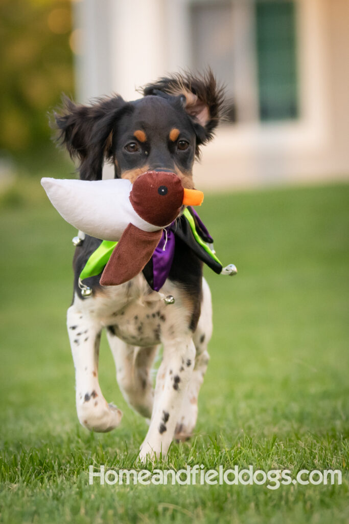 Tricolor french brittany puppies playing with toys in a field wearing halloween costumes