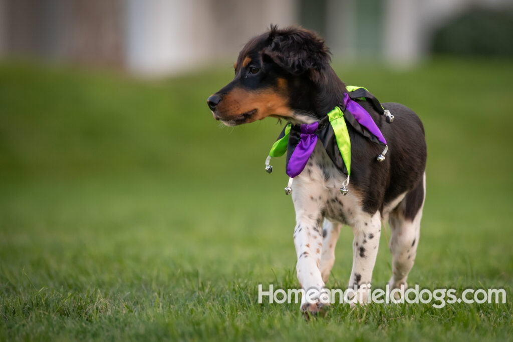 Tricolor french brittany puppies playing with toys in a field wearing halloween costumes