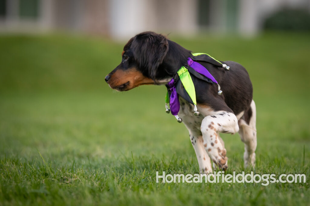 Tricolor french brittany puppies playing with toys in a field wearing halloween costumes