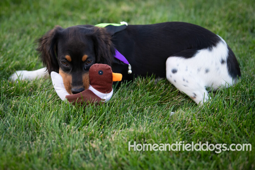 Tricolor french brittany puppies playing with toys in a field wearing halloween costumes