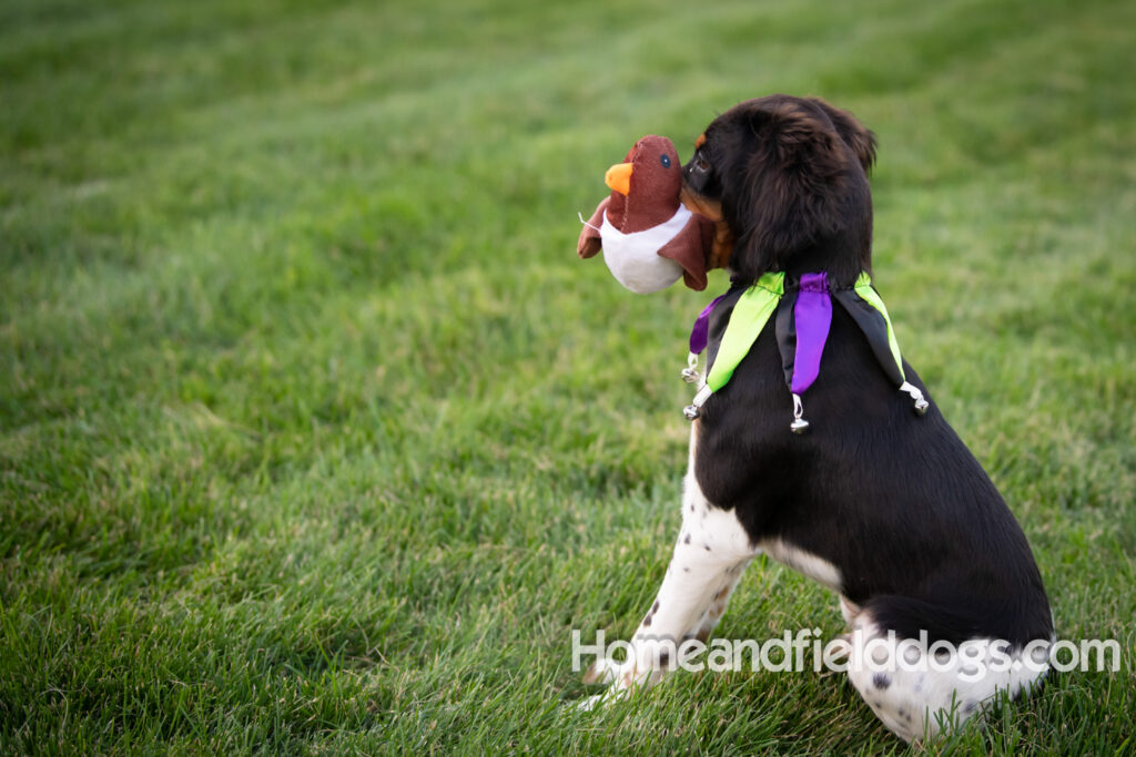 Tricolor french brittany puppies playing with toys in a field wearing halloween costumes