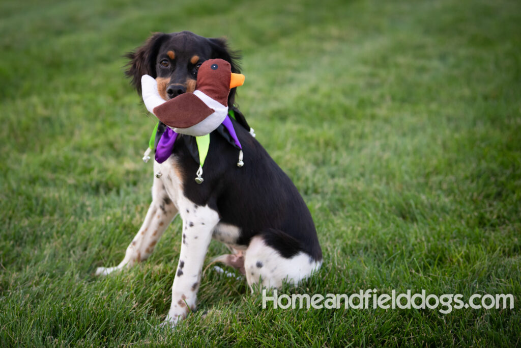 Tricolor french brittany puppies playing with toys in a field wearing halloween costumes