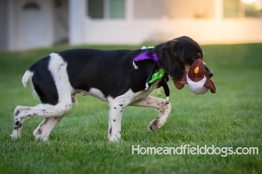 Tricolor french brittany puppies playing with toys in a field wearing halloween costumes