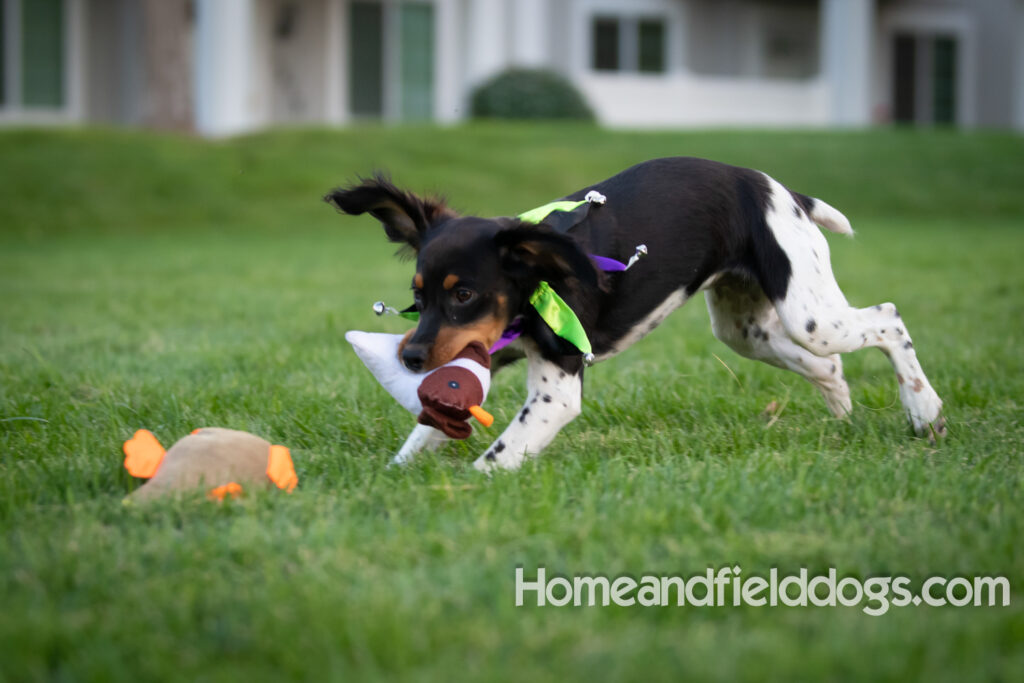 Tricolor french brittany puppies playing with toys in a field wearing halloween costumes