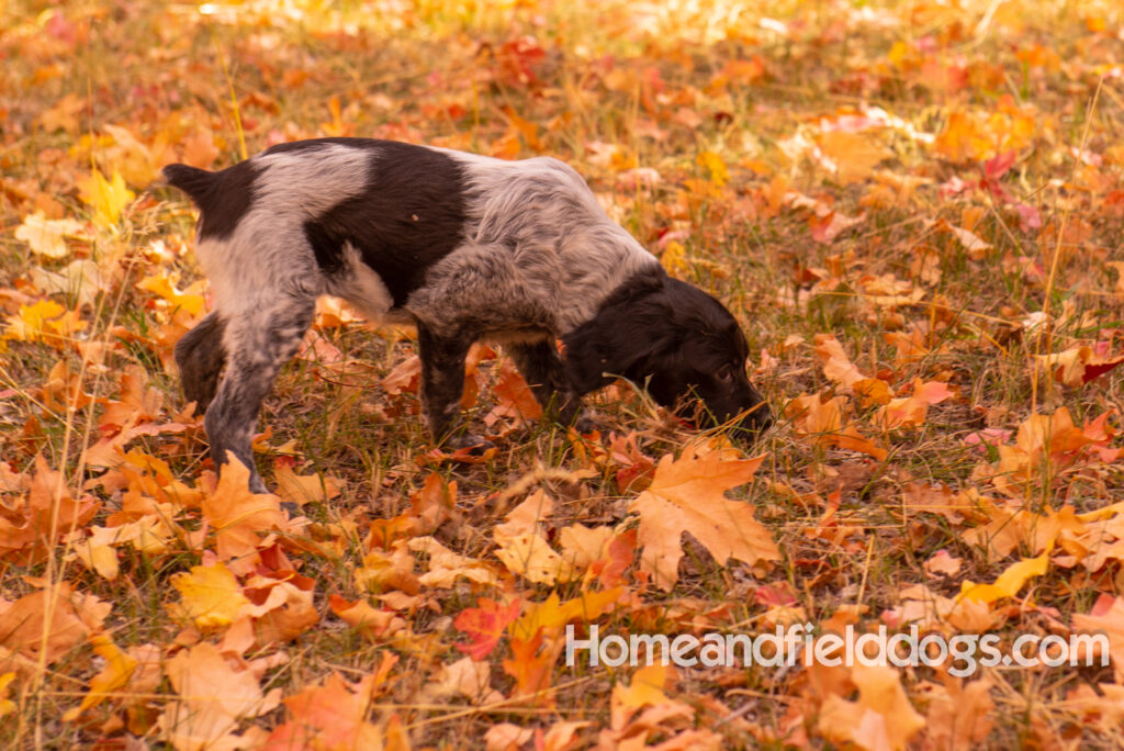 French Brittany puppies playing in the fall leaves
