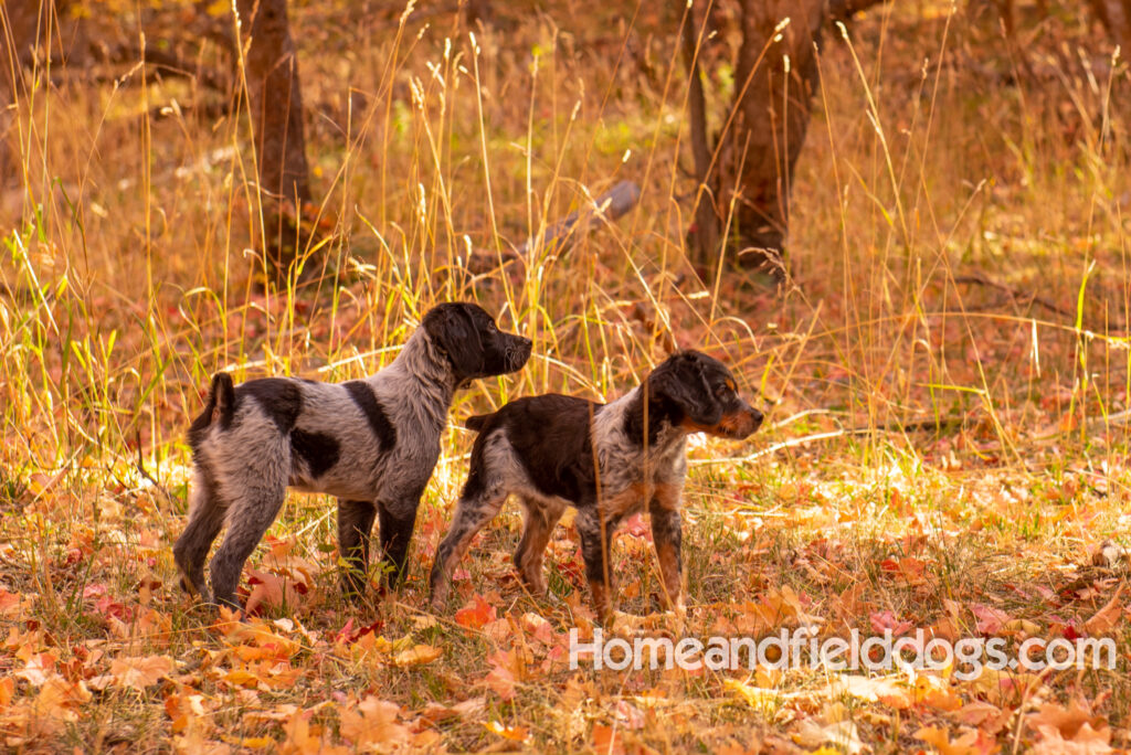 French Brittany puppies playing in the fall leaves