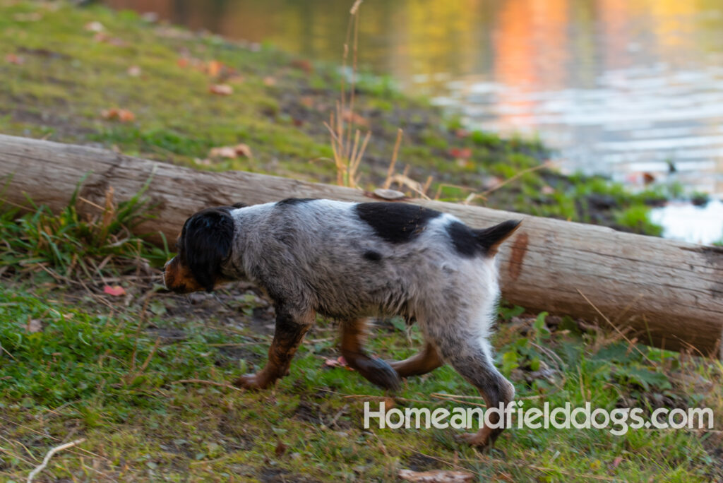 Black Roan French Brittany puppy playing at the lake