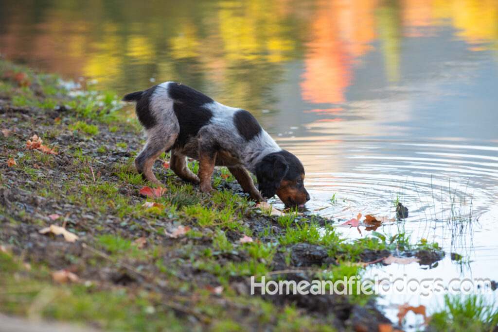 Black Roan French Brittany puppy playing at the lake
