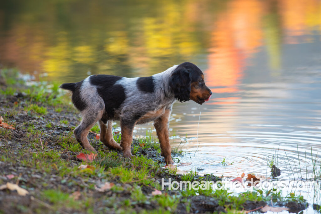 Black Roan French Brittany puppy playing at the lake