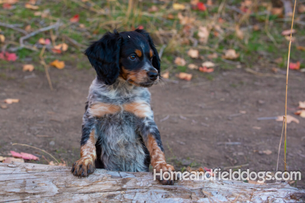 Black Roan French Brittany puppy playing at the lake