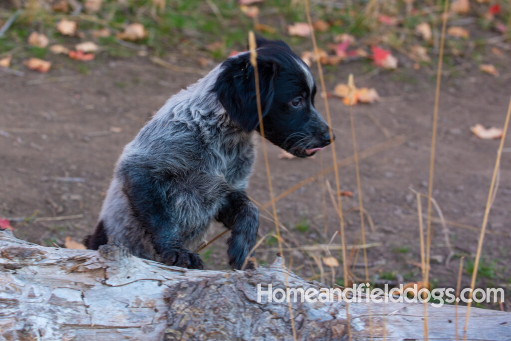 Black Roan French Brittany puppy playing at the lake