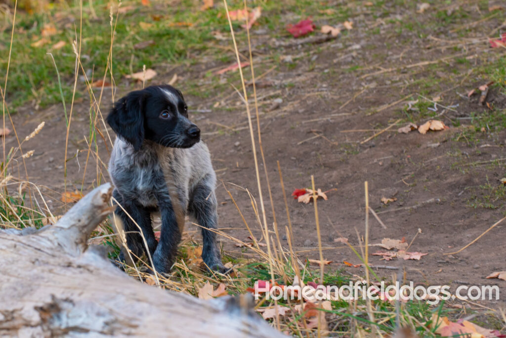 Black Roan French Brittany puppy playing at the lake