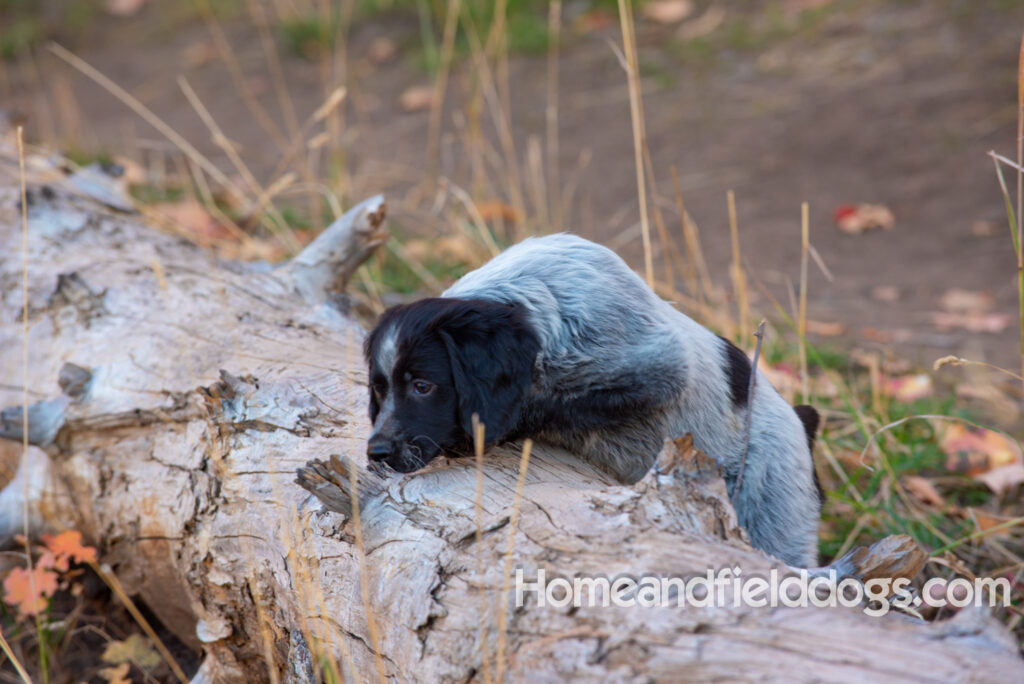 Black Roan French Brittany puppy playing at the lake