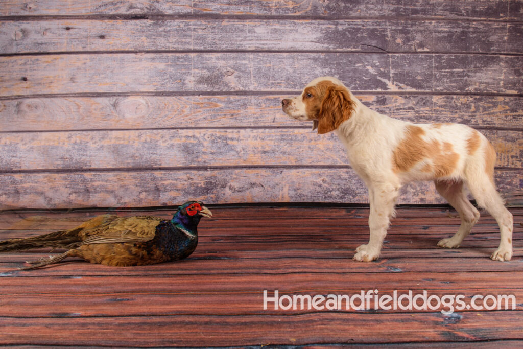 Young French Brittany playing outside, pointing pheasants and posing in the studio