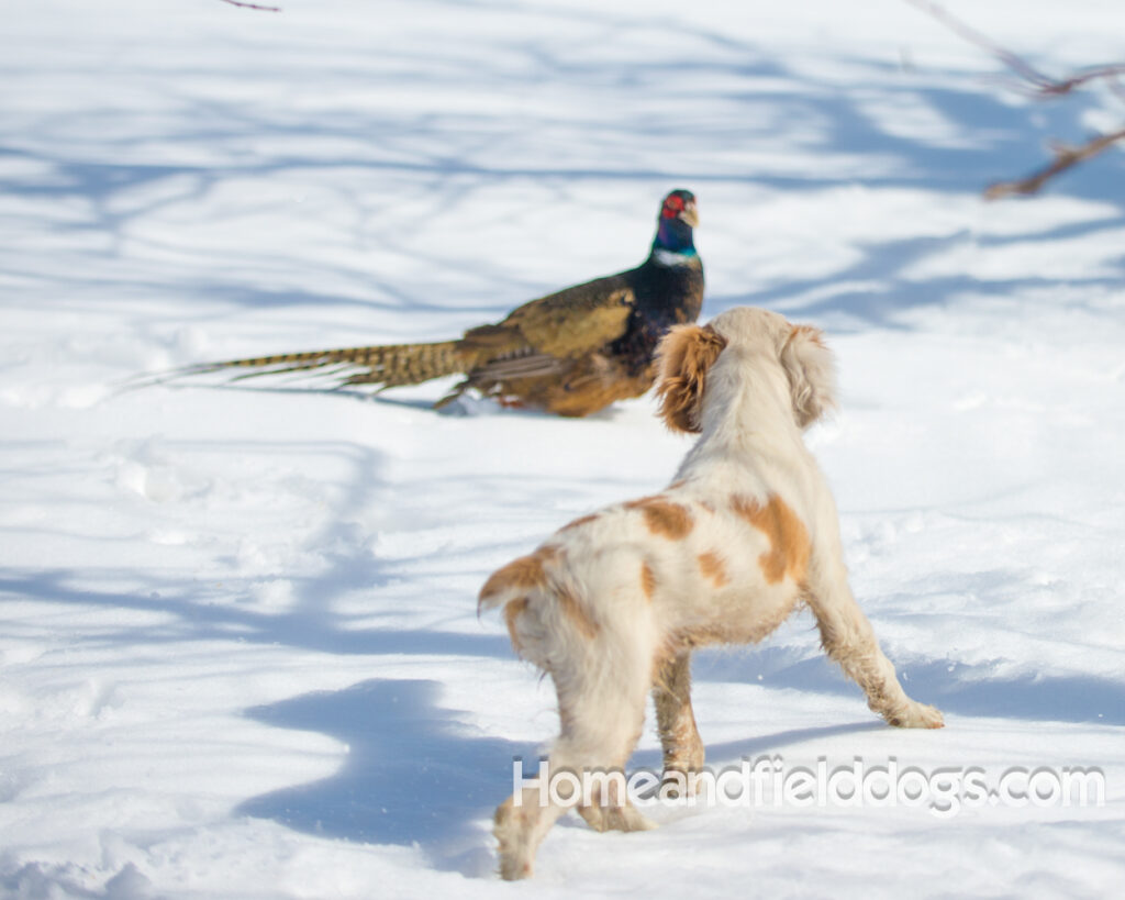 Young French Brittany playing outside, pointing pheasants and posing in the studio