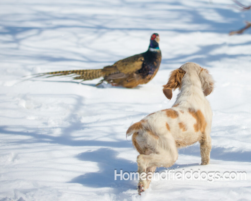 Young French Brittany playing outside, pointing pheasants and posing in the studio