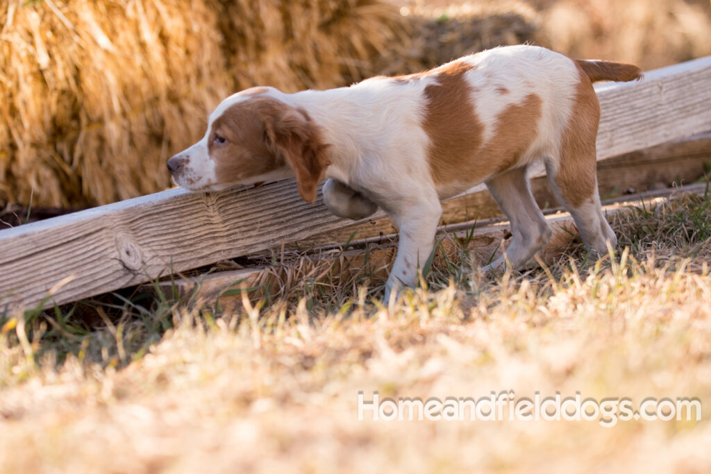 Young French Brittany playing outside, pointing pheasants and posing in the studio