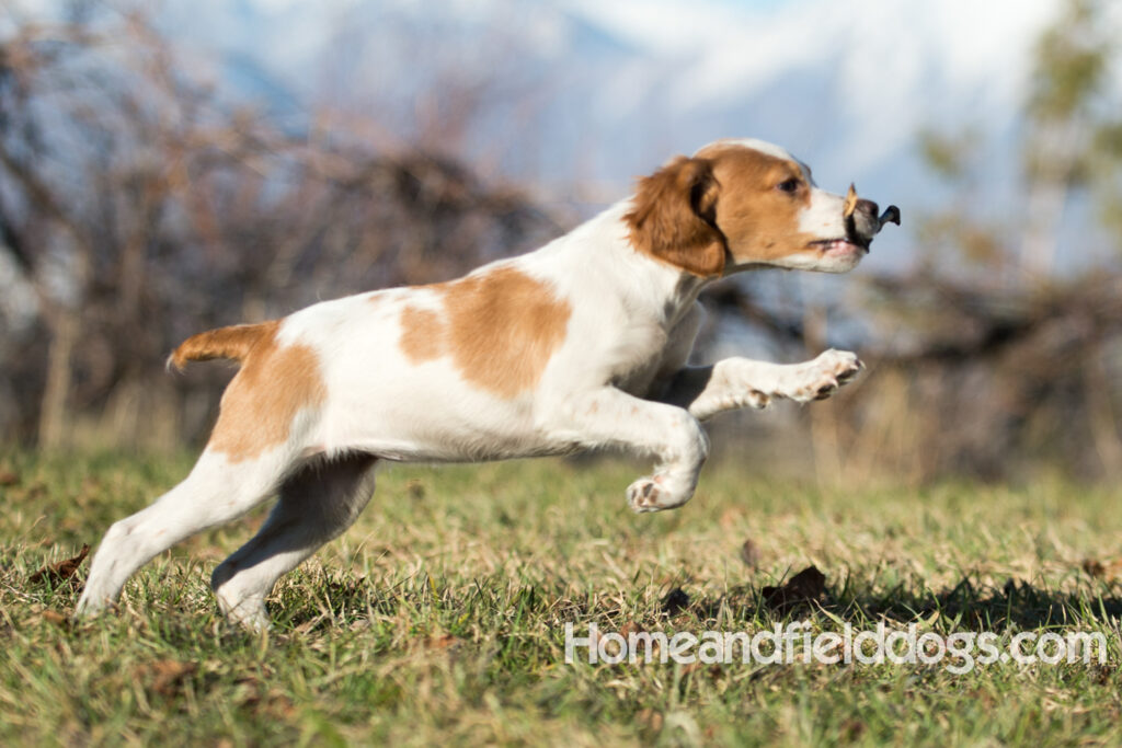 Young French Brittany playing outside, pointing pheasants and posing in the studio