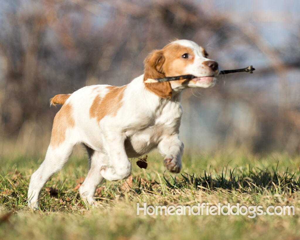 Young French Brittany playing outside, pointing pheasants and posing in the studio