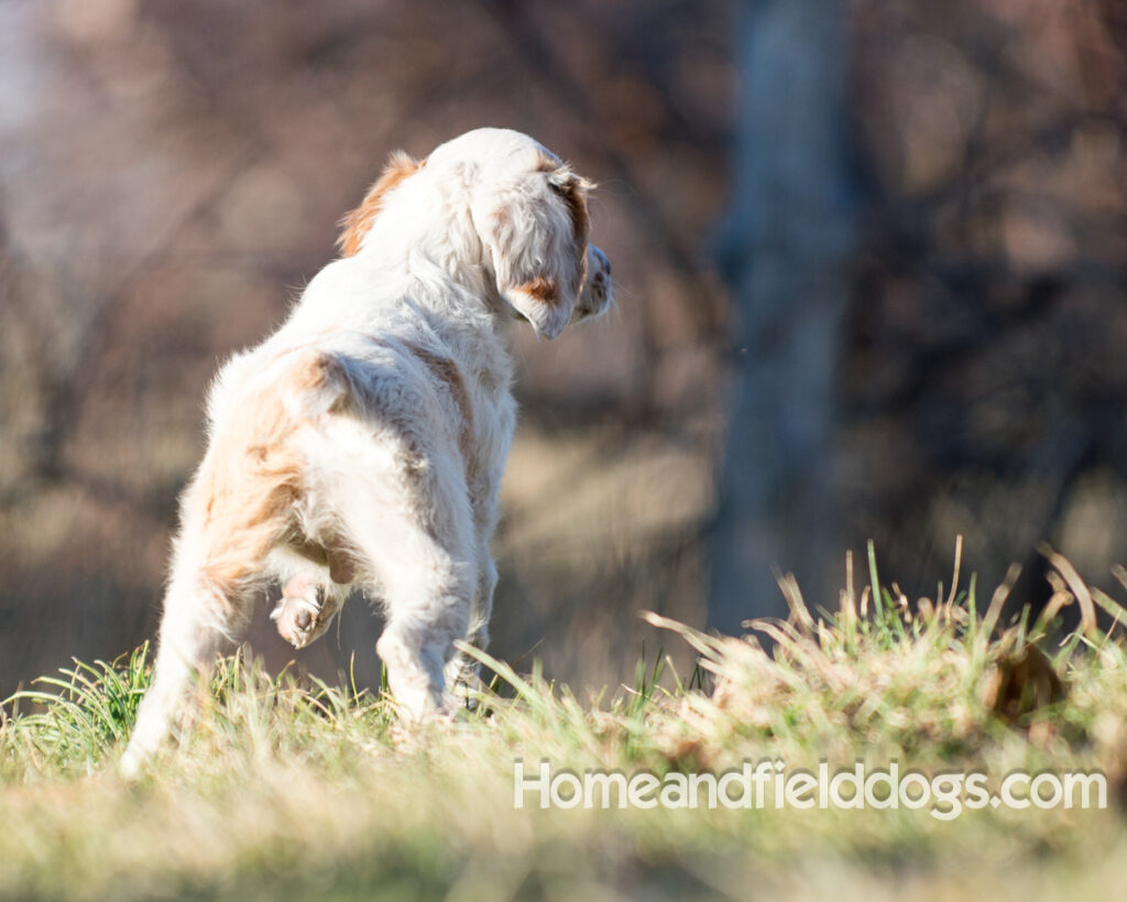 Young French Brittany playing outside, pointing pheasants and posing in the studio