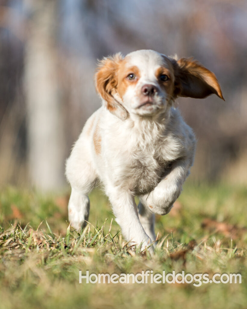 Young French Brittany playing outside, pointing pheasants and posing in the studio