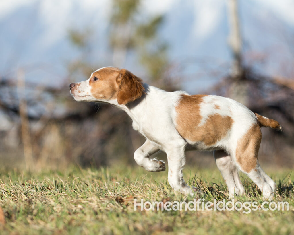 Young French Brittany playing outside, pointing pheasants and posing in the studio