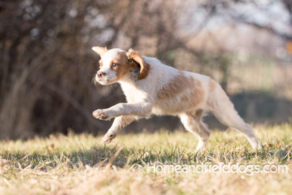 Young French Brittany playing outside, pointing pheasants and posing in the studio