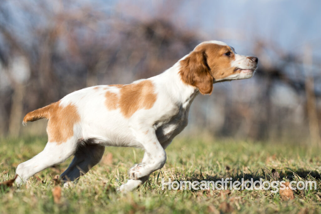 Young French Brittany playing outside, pointing pheasants and posing in the studio