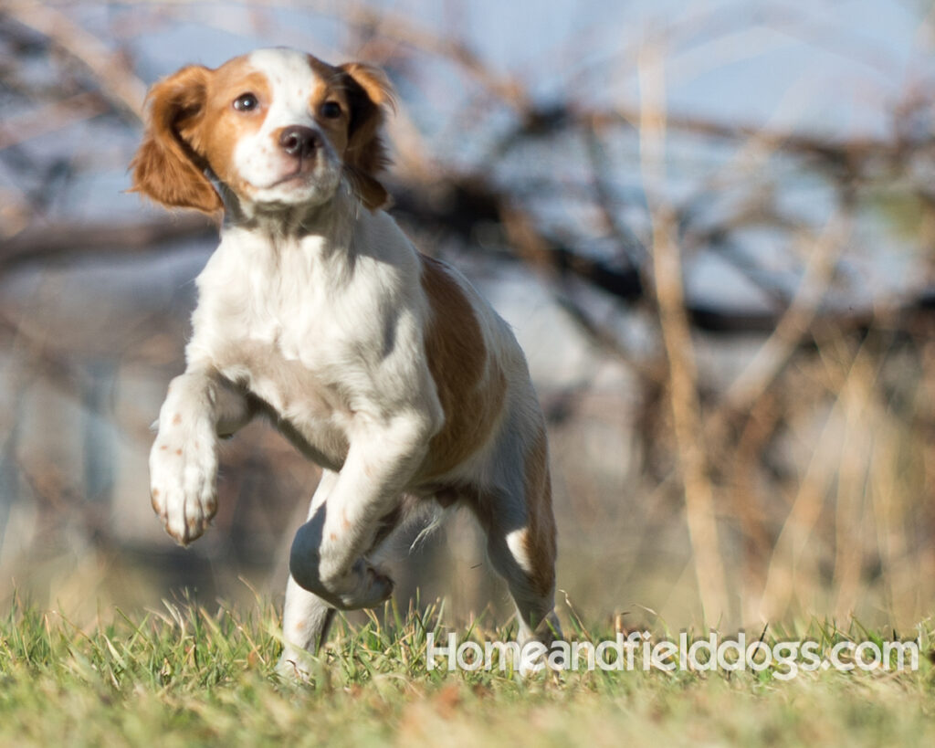 Young French Brittany playing outside, pointing pheasants and posing in the studio