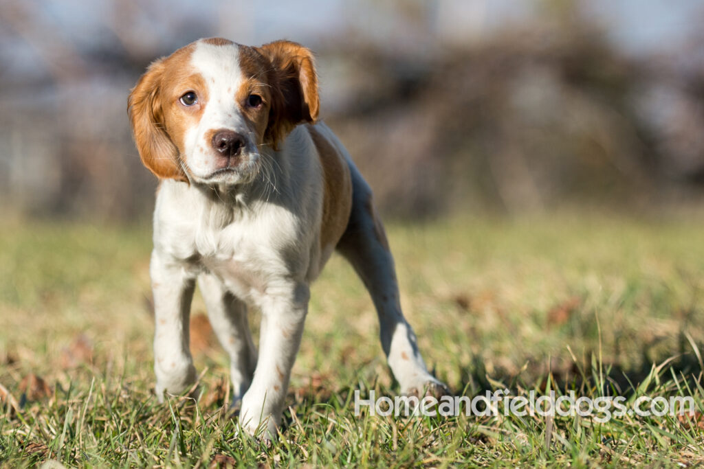 Young French Brittany playing outside, pointing pheasants and posing in the studio