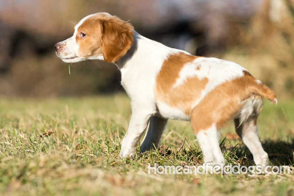 Young French Brittany playing outside, pointing pheasants and posing in the studio