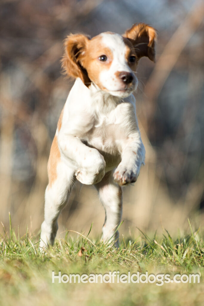 Young French Brittany playing outside, pointing pheasants and posing in the studio