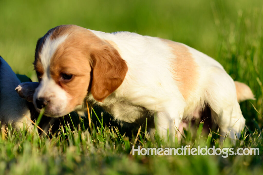 Adorable French Brittany puppies for sale