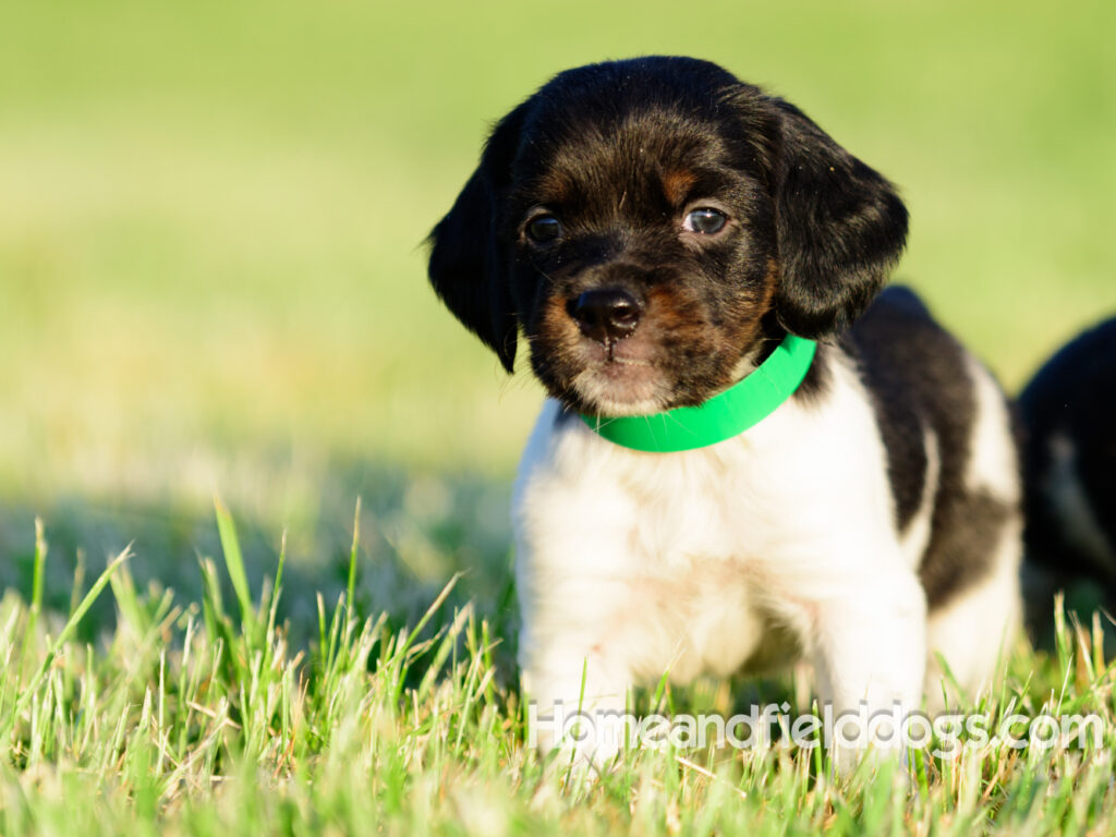 Adorable French Brittany puppies for sale