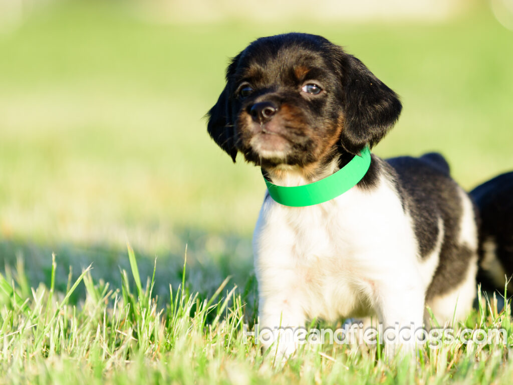 Adorable French Brittany puppies for sale