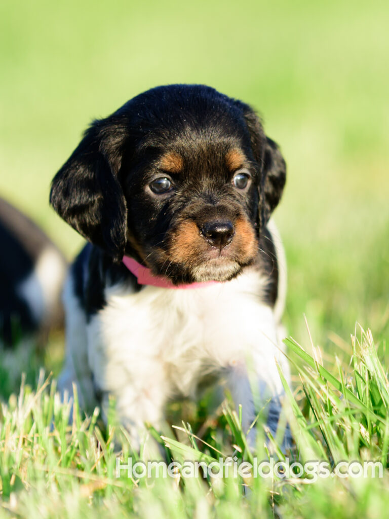 Adorable French Brittany puppies for sale