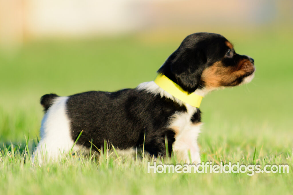 Adorable French Brittany puppies for sale